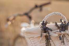 自行車,熏衣草,購物車