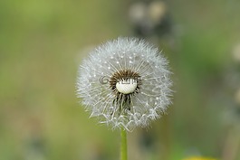 蒲公英,种子