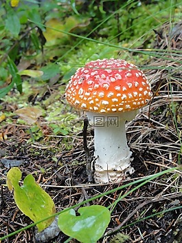 飛木耳,蘑菇,森林