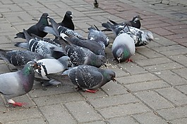 鳥,鴿子,性質(zhì)