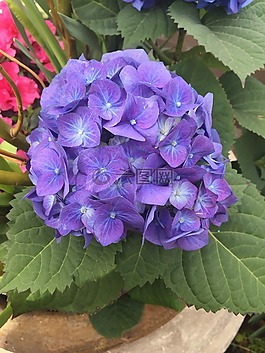 紫色,牡丹,花的