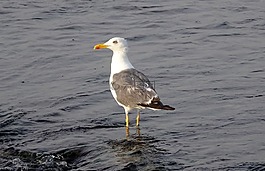 鷗,鳥,海鷗