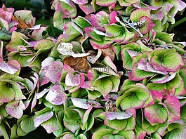 八仙花,開(kāi)花,繡球花