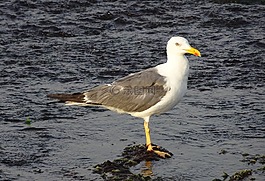 鷗,鳥,海鷗