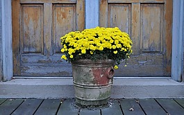 菊花,黄色,鲜花