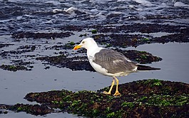 鷗,鳥,海鷗