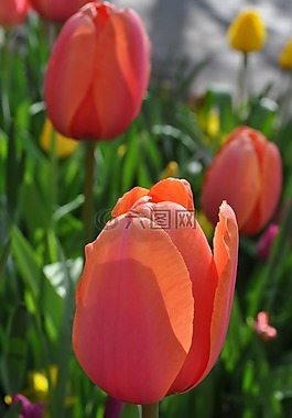 郁金香,鮮花,花