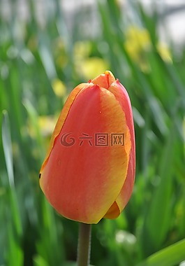 郁金香,鮮花,花