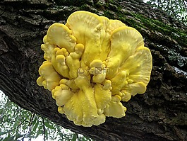 科,樹,蘑菇