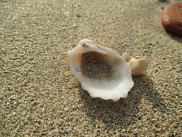 外殼,夏天,海