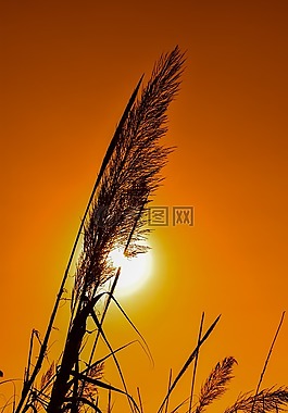 蘆葦,太陽,日落