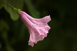 花,性質,粉色