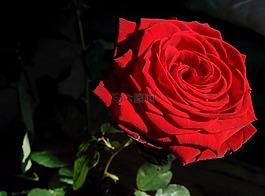 玫瑰,花,太陽