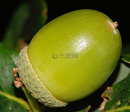橡子,水果,綠色