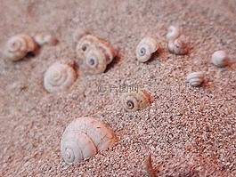 砂,海灘,外殼