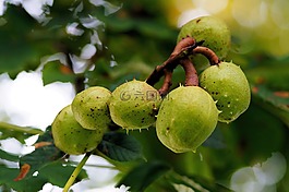 板栗,樹,水果