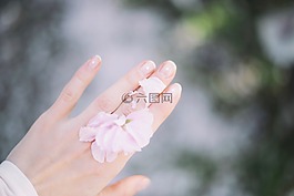 花,粉紅色,花瓣