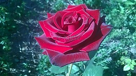 玫瑰,花園,鮮花