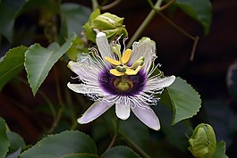 激情花,開(kāi)花,西番蓮