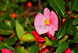 花,開花,紅色