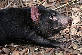 塔斯馬尼亞魔鬼,sarcophilus harrisii,物種