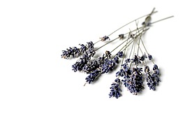 熏衣草,紫,鮮花