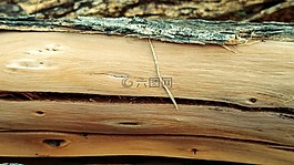 木材原木,樹(shù)皮,木材