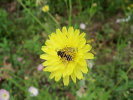 hoverfly,花,蒲公英