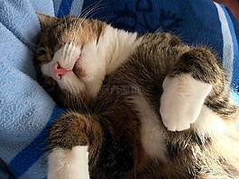 貓,寵物,睡眠