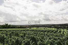 酒,葡萄园,性质