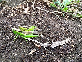 蚱蜢,昆蟲,對(duì)