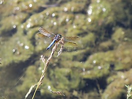 蜻蜓,昆虫,水