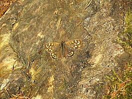蝴蝶,布朗,樹