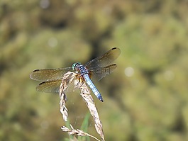 蜻蜓,昆蟲,甲蟲，昆蟲
