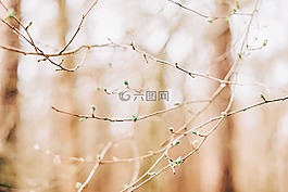 花,綠色,花瓣