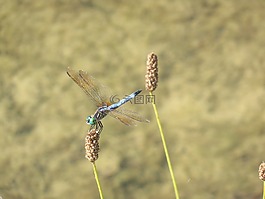 蜻蜓,昆蟲,自然