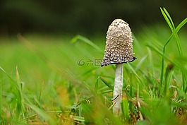 草,性質(zhì),廠