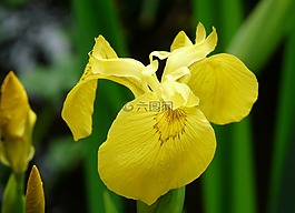 廠,花,性質