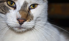 貓,眼睛,貓的