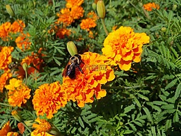 蜜蜂,花粉,花的