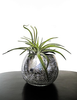 空气的植物,铁,植物