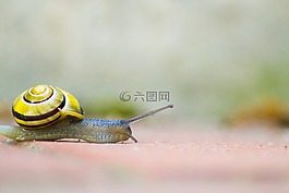 蝸牛,殼,軟體動物