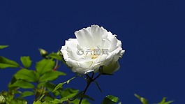 玫瑰綻放,花,白