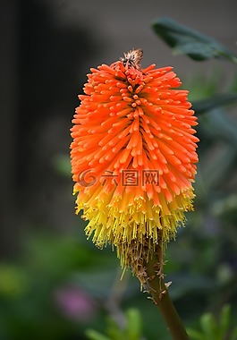 花,kniphofia,植物区系
