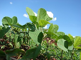 人工林,大豆,种植