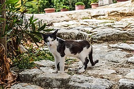 貓,迷路,動物