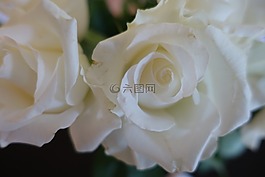 白玫瑰,婚禮,愛
