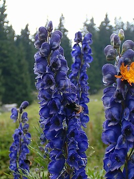 花,昆蟲(chóng),蜜蜂