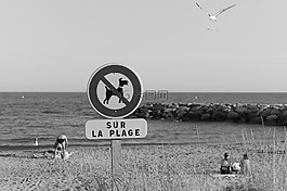 禁令,狗,海灘
