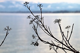 性質(zhì),樹,天空